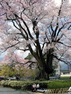 桜守の旅_飯田市_南信州観光公社