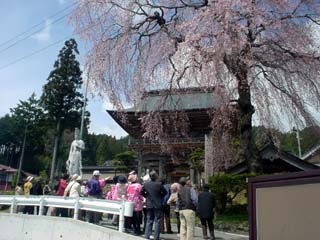 桜守の旅_飯田市_南信州観光公社