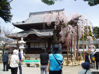 南信州_飯田_桜守