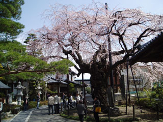 南信州_飯田_桜守