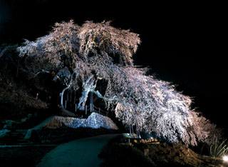 南信州_飯田_桜守