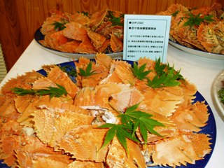 2010_matsuura_4.JPG