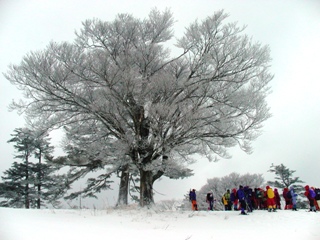 2010_snow_4.JPG
