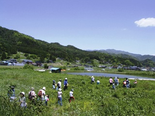 2011-tsumikusa01.jpg