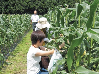 2011_corn_2.jpg