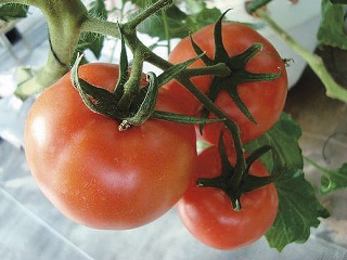 2011_nasu_tomato6.jpg