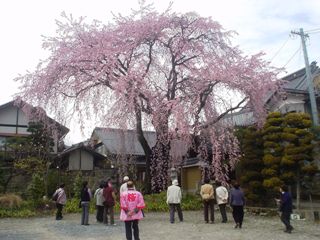 桜守の旅