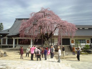 桜守の旅_飯田市_南信州観光公社