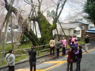 桜守の旅