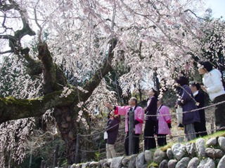 南信州_飯田_桜守