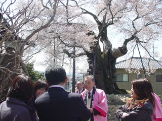 南信州_飯田_桜守