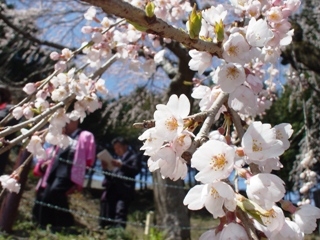 南信州_飯田_桜守