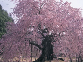 2011_shishimaitour_1.jpg