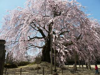 南信州_飯田_桜守