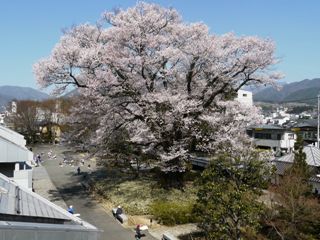 南信州_飯田_桜守