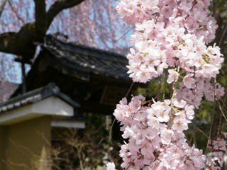 南信州_飯田_桜守