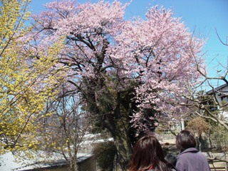 南信州_飯田_桜守