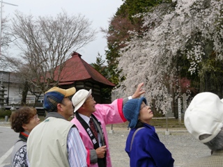 桜守の旅