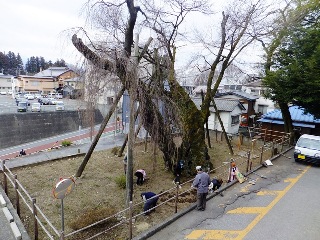 2013sakura_kensyu2_6.JPG