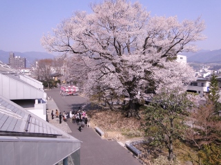 2014_sakura_taxi1.jpg