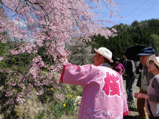 桜守の旅