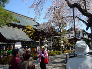 2009_sakurameguri_1.JPG