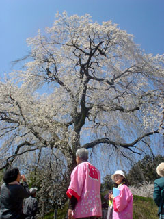 2009_sakurameguri_3.JPG