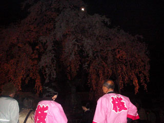 2009_yozakura_4.JPG