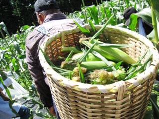 2010_corn1.JPG