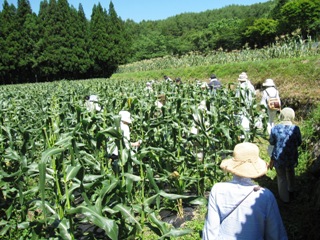 2010_corn3.JPG