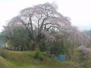 2012_sakura2_tour_10.JPG