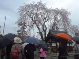 2012_sakura2_tour_2.JPG