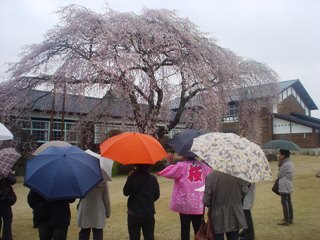 2012_sakura2_tour_3.JPG