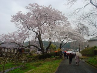 2012_sakura2_tour_4.JPG