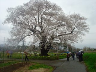 2012_sakura2_tour_5.JPG