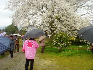 2012_sakura2_tour_9.JPG