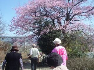 2012_sakura_tour_2.JPG