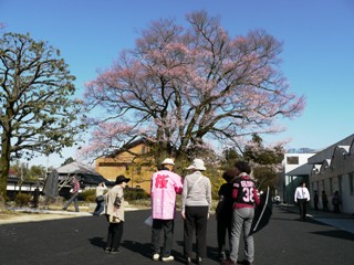 2012_sakura_tour_7.JPG