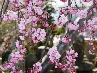 2012_sakura_tour_8.JPG