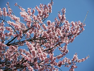 2012_sakura_tour_9.JPG