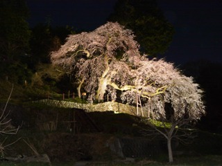 2012_yozakura_tour1.JPG