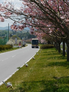 2015_sakura_tour1.jpg