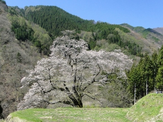 2015_sakura_tour3.jpg