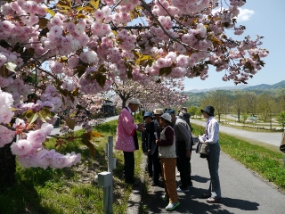 2015_sakura_tour4.jpg