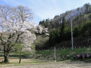 2015_sakura_tour8.jpg