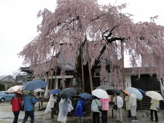 2016_sakura_tour2.jpg