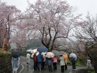 2016_sakura_tour5.jpg