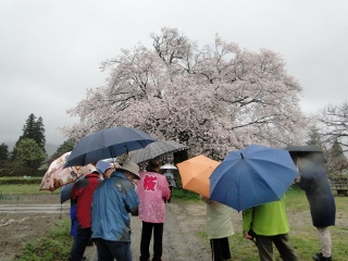 2016_sakura_tour7.jpg