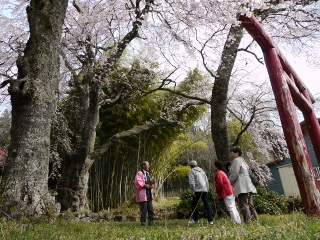 2018_sakura-tour2.jpg