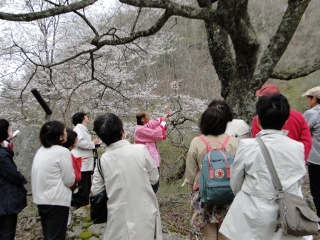 2018_sakura-tour3.jpg